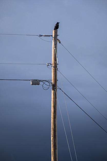 Corbeau perché au sommet du poteau