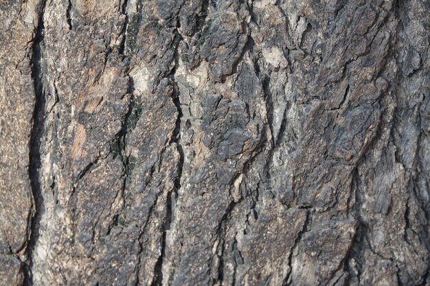 Écorce d&#39;un arbre close up