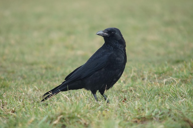 Une corneille noire sur un pré à Francfort