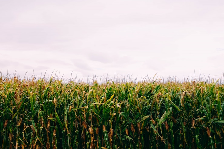 Photo gratuit cornfield sous le ciel nuageux