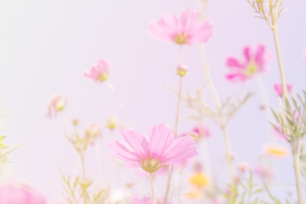 Cosmos fleurs de beauté