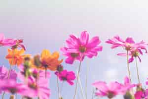 Photo gratuite cosmos fleurs de beauté