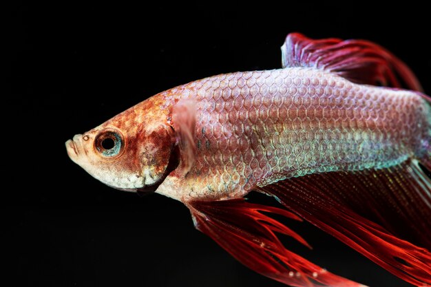 Sur le côté magnifique fond noir de poisson betta isolé