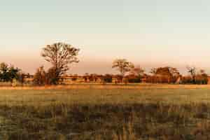 Photo gratuite coucher du soleil dans le parc national de hwange, zimbabwe