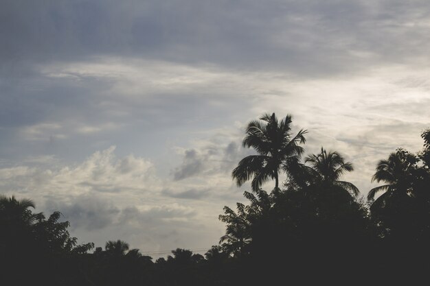 Coucher de soleil derrière les palmiers