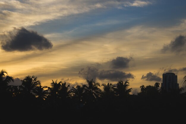 Coucher de soleil derrière des silhouettes de palmiers et de bâtiments