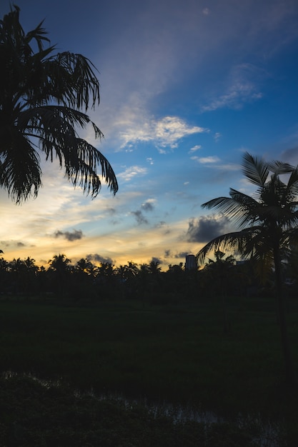 Coucher de soleil derrière des silhouettes de palmiers et de bâtiments