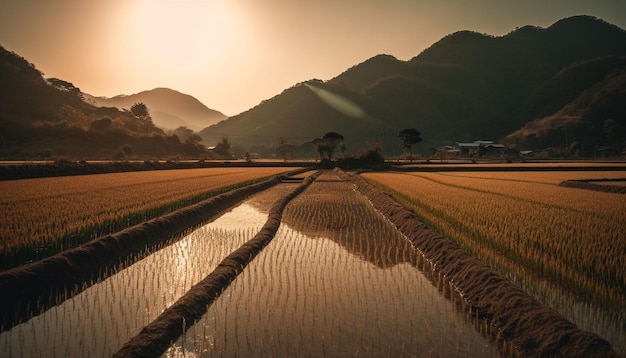 Photo gratuite coucher de soleil sur la tranquillité rurale des rizières capturée générée par l'ia