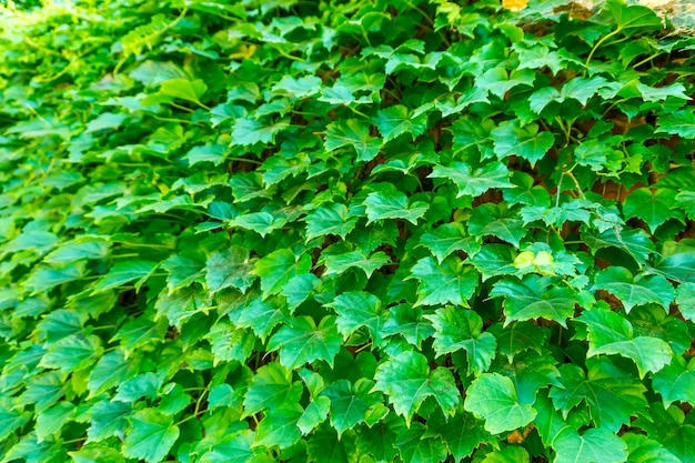 Couleur herbe floral ressort paisible en plein air