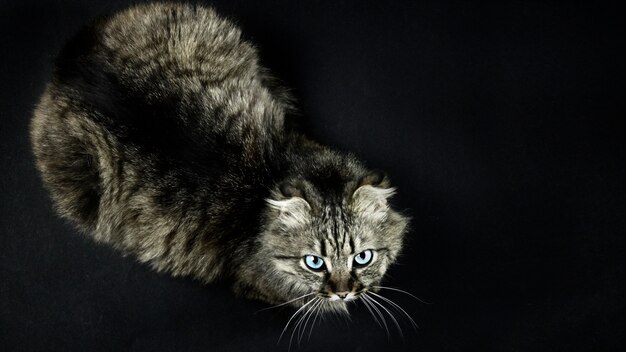 Couleur De Tigre De Chat Avec Des Yeux Bleus Et Des Oreilles Comme Un Lynx Sur Un Fond Noir Photo Premium