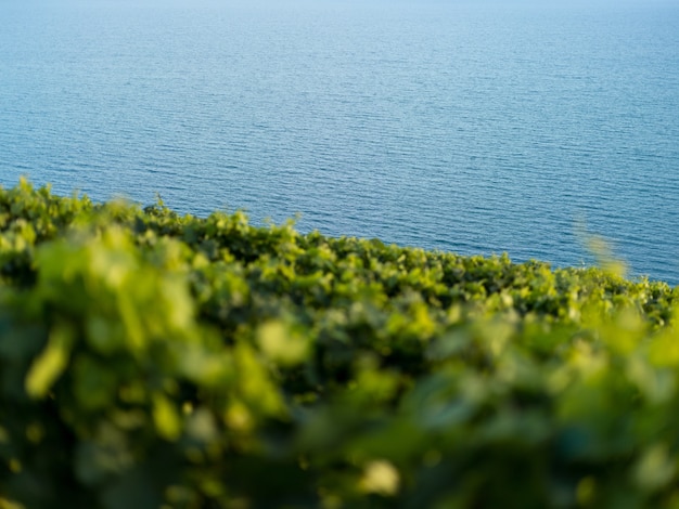 Coup bas de belle verdure sur la colline près de l'océan avec un premier plan flou