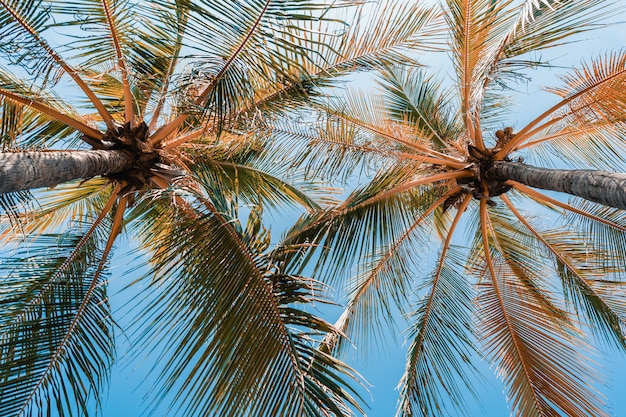Photo gratuite coup de faible angle de beau cocotier sur ciel bleu