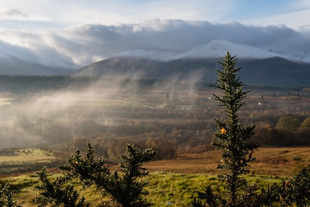 Coup de focus peu profond de branches d'arbres avec une toile d'araignée et une belle vue de paysage brumeux derrière