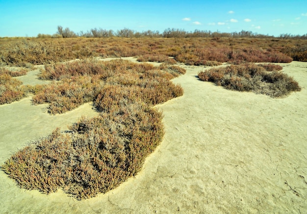 Coup de frais généraux d'herbes dans une surface sablonneuse avec un ciel bleu clair