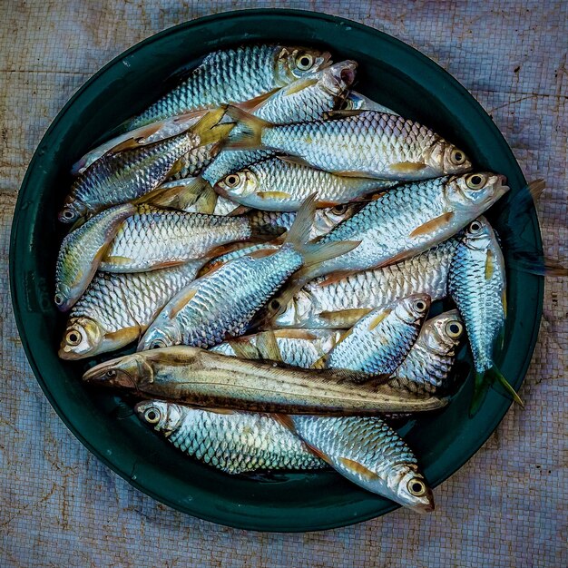 Coup de frais généraux de sardines placés sur une plaque vert foncé
