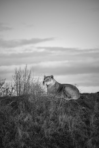 Coup de gris vertical d'une femelle lion couché dans la vallée sous le ciel nuageux sombre