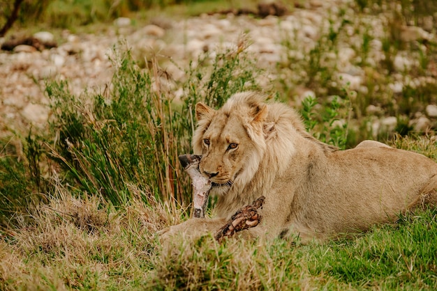 Photo gratuite coup hypnotisant d'un puissant lion allongé sur l'herbe et impatient