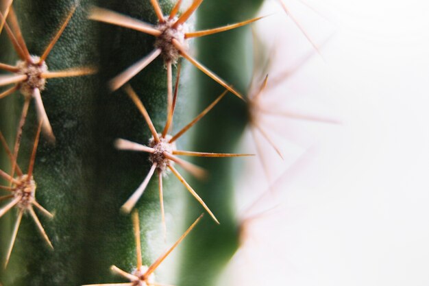 Coup de macro d&#39;un cactus épineux