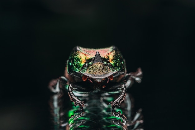 Coup de macro du coléoptère coloré exotique