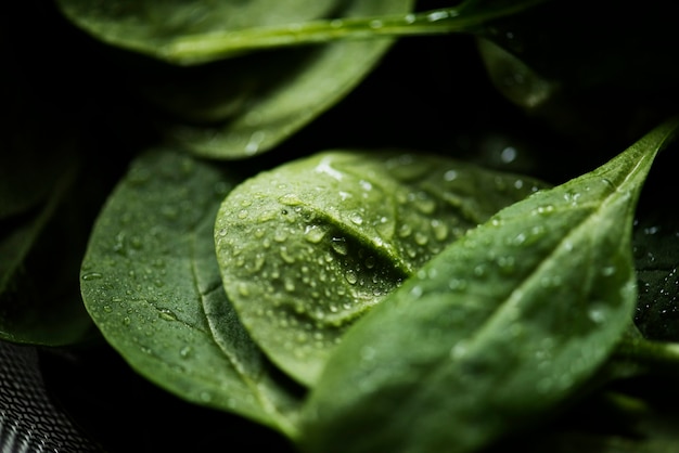 Coup de macro de feuilles d'épinards frais