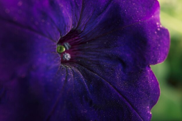 Coup de macro de fleur bleue