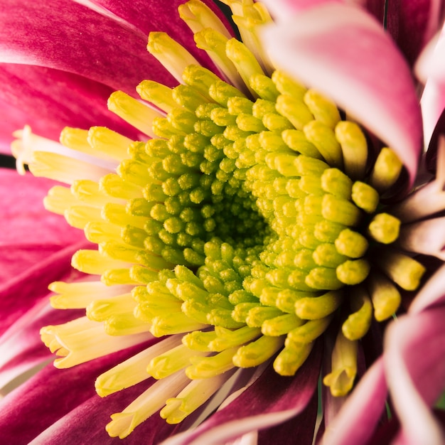 Coup de macro de fleur de chrysanthème coloré