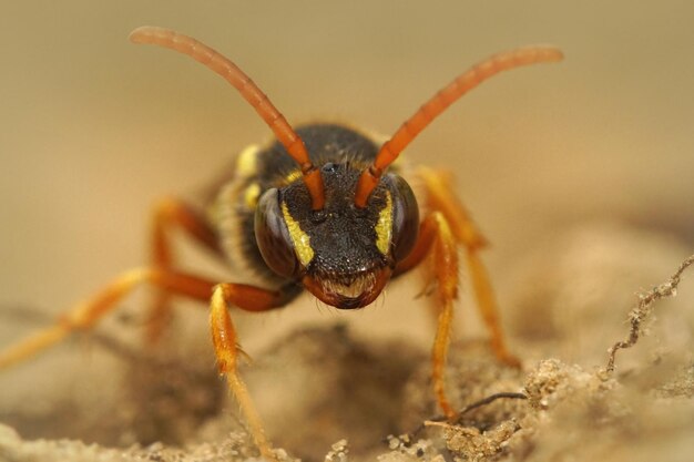 Coup de macro de mise au point sélective d'une femelle cleptoparasite