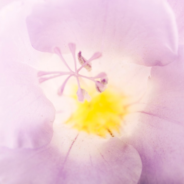 Coup de macro de pollen de fleurs