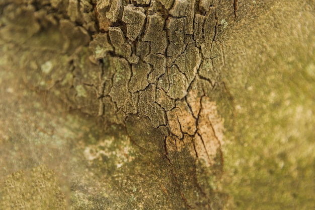 Photo gratuite coup de macro de vieille écorce de tronc d'arbre