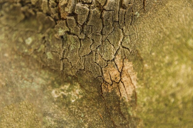 Coup de macro de vieille écorce de tronc d&#39;arbre