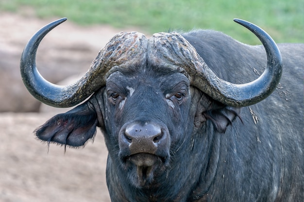 Photo gratuite coup de mise au point peu profonde d'un buffle africain avec un arrière-plan flou