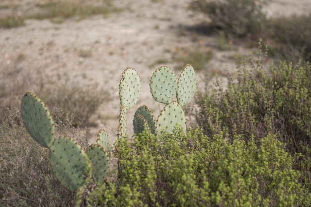 Photo gratuite coup de mise au point peu profonde d'un cactus de figue de barbarie