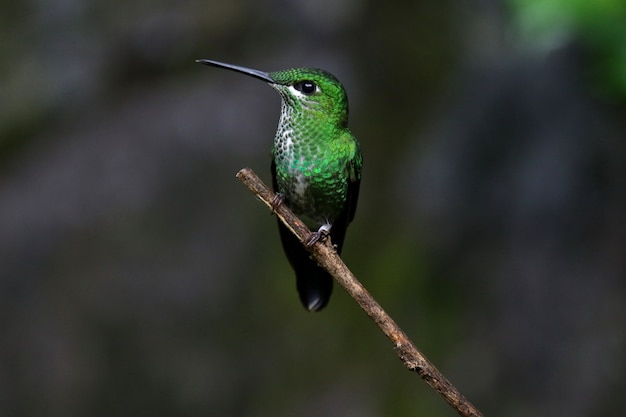 Photo gratuite coup de mise au point peu profonde d'un colibri perché sur une branche