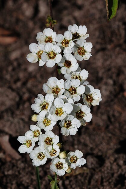 Coup de mise au point peu profonde de fleurs blanches dans un flou