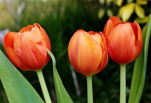 Coup de mise au point peu profonde de fleurs de tulipes rouges dans une distance floue