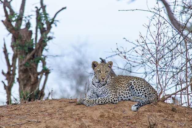 Coup de mise au point peu profonde d'un léopard reposant sur le sol