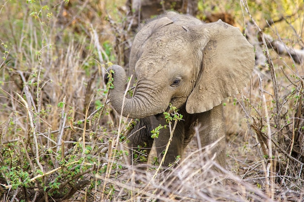 Coup de mise au point peu profonde d'un mignon bébé éléphant mangeant une plante