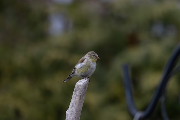 Coup de mise au point peu profonde d'un oiseau chardonneret américain reposant sur une brindille