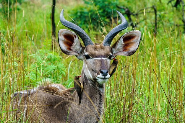 Coup de mise au point peu profonde d'oiseaux pivert à bec rouge cueillette sur antilope kudu avec un arrière-plan flou