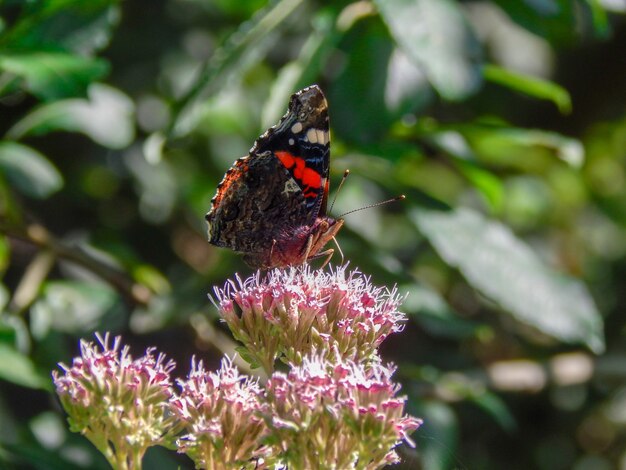 Coup de mise au point peu profonde d'un papillon ramassant le nectar d'une fleur avec un arrière-plan flou