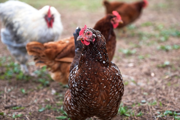Coup de mise au point peu profonde d'un poulet dans un ranch de Californie