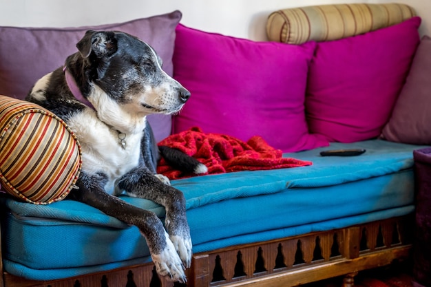 Coup de mise au point peu profonde d'un vieux chien reposant sur le canapé