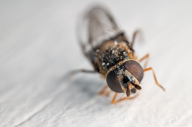 Coup de mise au point sélective d'une abeille