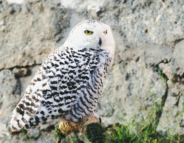 Photo gratuite coup de mise au point sélective d'un beau harfang des neiges