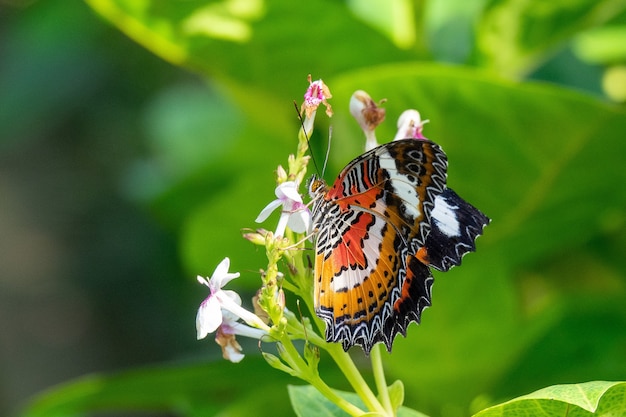 Coup de mise au point sélective d'un beau papillon assis sur une branche avec de petites fleurs