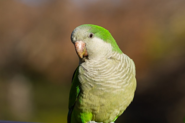 Coup de mise au point sélective d'un bel oiseau perruche moine