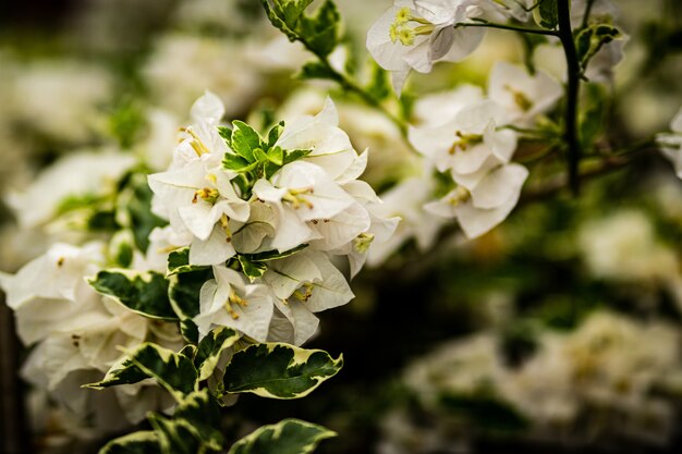 Coup de mise au point sélective de belles fleurs de cerisiers en fleurs