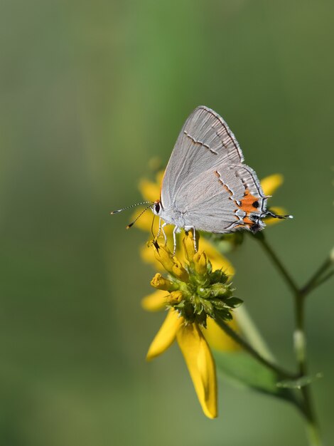 Coup de mise au point sélective d'un bleu à queue courte sur une fleur