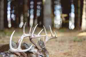 Photo gratuite coup de mise au point sélective d'un bois sur un cerf sur les bois