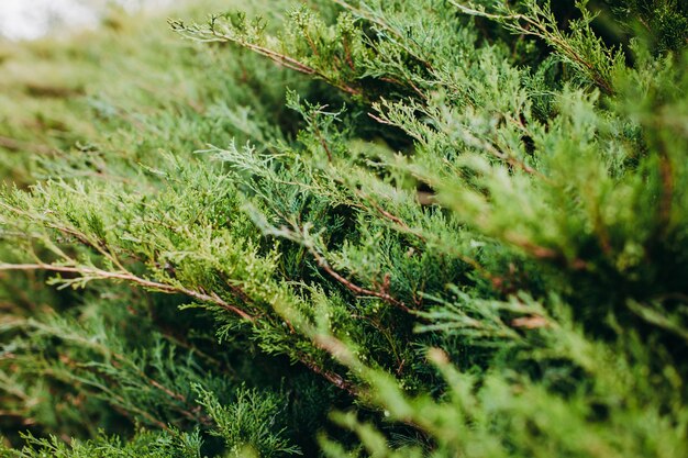 Coup de mise au point sélective de branches d'arbres à feuilles persistantes Thuja